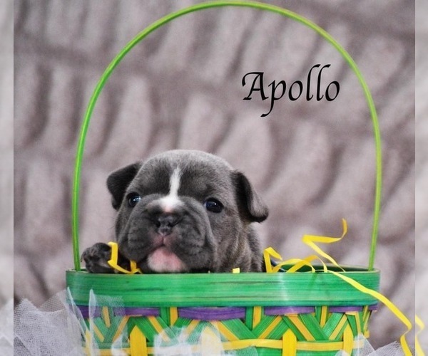 Medium Photo #1  Breeder Profile in PARAMUS, NJ, USA