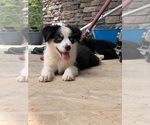 Small #8 Breeder Profile image