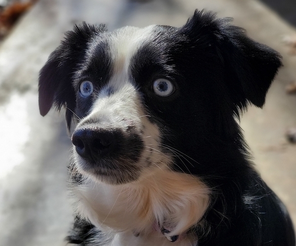 Medium Photo #7  Breeder Profile in DENTON, TX, USA