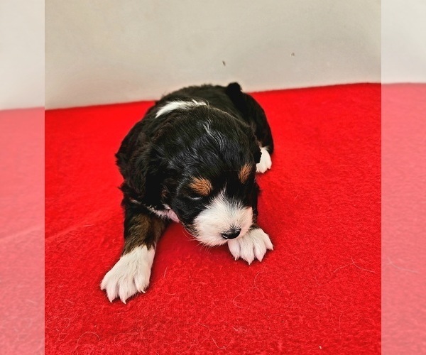 Medium Photo #8  Breeder Profile in HUNTSVILLE, AL, USA