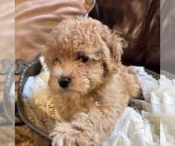 Medium Photo #2  Breeder Profile in POINT PLEASANT BEACH, NJ, USA