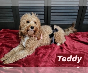 Cavapoo (Miniature)-Goldendoodle Mix Dog Breeder near CHIPLEY, FL, USA