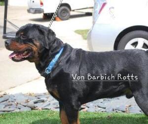 Main photo of Rottweiler Dog Breeder near GOODYEAR, AZ, USA