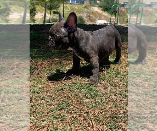 Medium Photo #1  Breeder Profile in IMPERIAL BCH, CA, USA