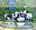 Small #10 Breeder Profile image