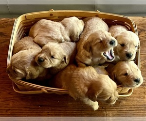 Golden Retriever Dog Breeder near WILLIAMSBURG, VA, USA