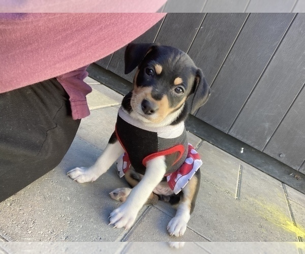 Medium Photo #1  Breeder Profile in INDIO, CA, USA