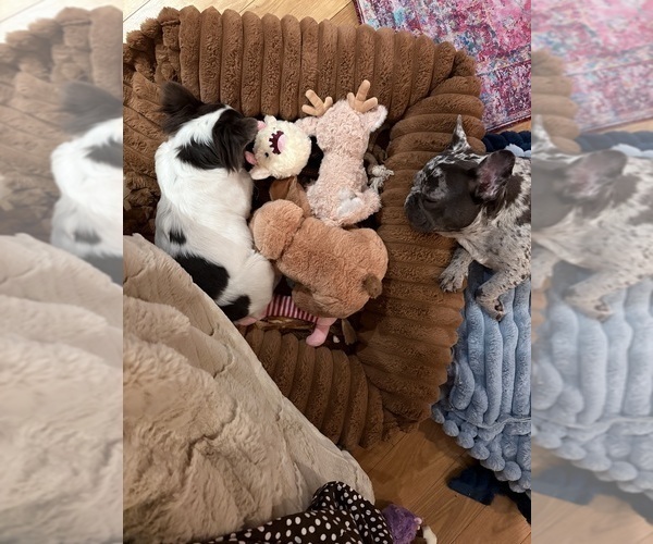 Medium Photo #3  Breeder Profile in NARRAGANSETT, RI, USA