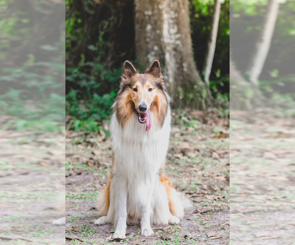 Medium Photo #1  Breeder Profile in JACKSONVILLE, FL, USA