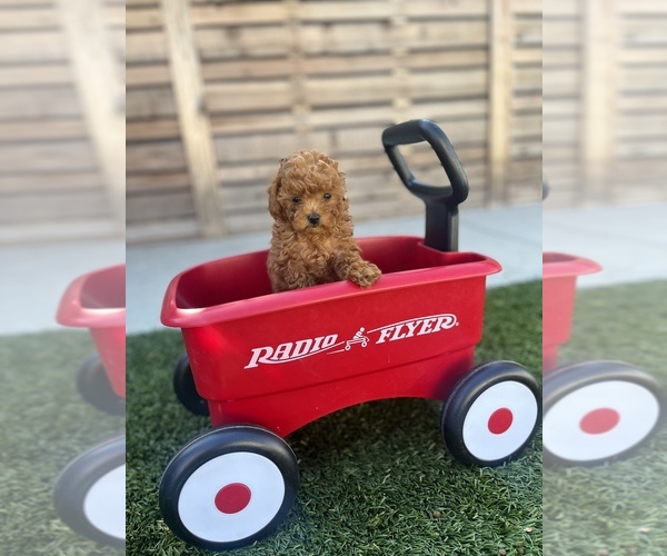 Medium Photo #4  Breeder Profile in LONG BEACH, CA, USA