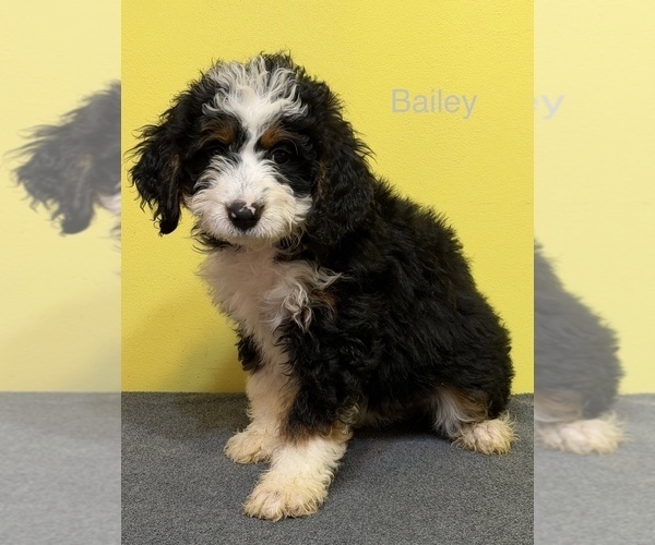 Medium Photo #9  Breeder Profile in KINGSPORT, TN, USA