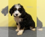 Small Photo #9  Breeder Profile in KINGSPORT, TN, USA