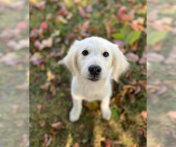 Medium Photo #3  Breeder Profile in URBANA, OH, USA