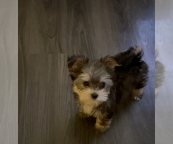 Medium Photo #1  Breeder Profile in VIRGINIA BEACH, VA, USA