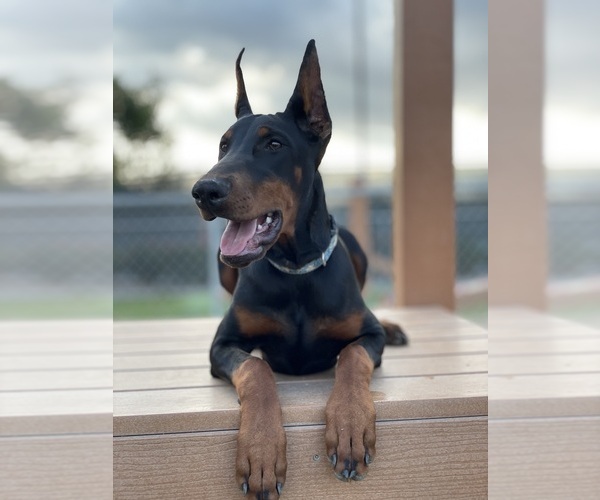 Medium Photo #7  Breeder Profile in NUEVO, CA, USA