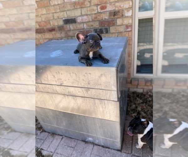 Medium Photo #1  Breeder Profile in DALLAS, TX, USA