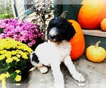 Small #11 Breeder Profile image