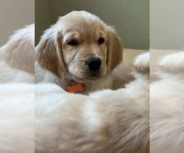 Medium Photo #18  Breeder Profile in SUWANEE, GA, USA