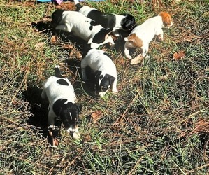 Jack Russell Terrier Dog Breeder near JASPER, FL, USA