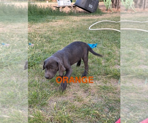 Medium Photo #3  Breeder Profile in HAGERMAN, ID, USA