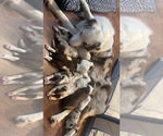 Small #1 Breeder Profile image