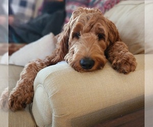 Goldendoodle Dog Breeder in CENTRAL CITY,  USA