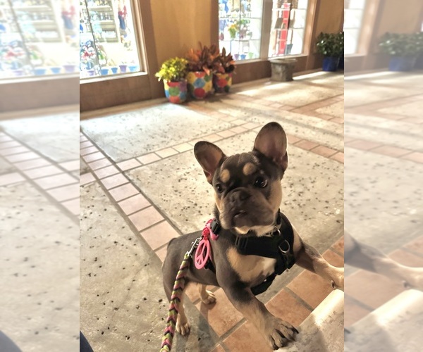 Medium Photo #14  Breeder Profile in LAKE WALES, FL, USA