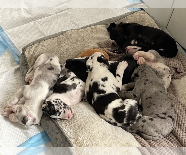 Medium Photo #1  Breeder Profile in BAKERSFIELD, CA, USA