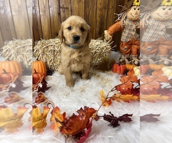 Medium Photo #18  Breeder Profile in NEOLA, WV, USA