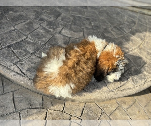 Medium Photo #6  Breeder Profile in LITITZ, PA, USA