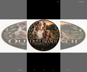 Aussiedox Dog Breeder near FLEMINGSBURG, KY, USA