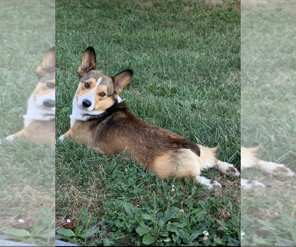 Medium Photo #58  Breeder Profile in MIDLOTHIAN, TX, USA