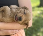 Small #26 Breeder Profile image