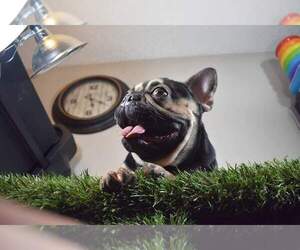 French Bulldog Dog Breeder in MODESTO,  USA