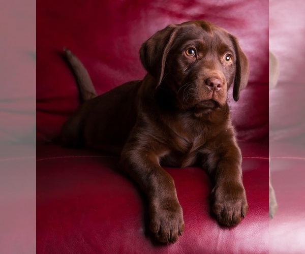 Medium Photo #1  Breeder Profile in CARSON CITY, NV, USA