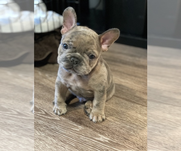 Medium Photo #1  Breeder Profile in HOUSTON, TX, USA