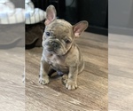 Small breeder photo