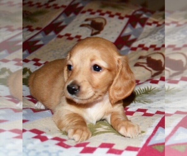 Medium Photo #1  Breeder Profile in ELLIJAY, GA, USA