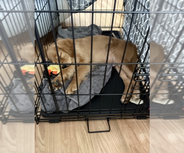 Medium Photo #11  Breeder Profile in FORT COLLINS, CO, USA