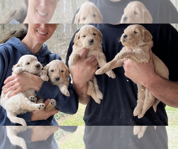 Medium Photo #1  Breeder Profile in WOOSTER, OH, USA
