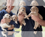 Small Photo #1  Breeder Profile in WOOSTER, OH, USA