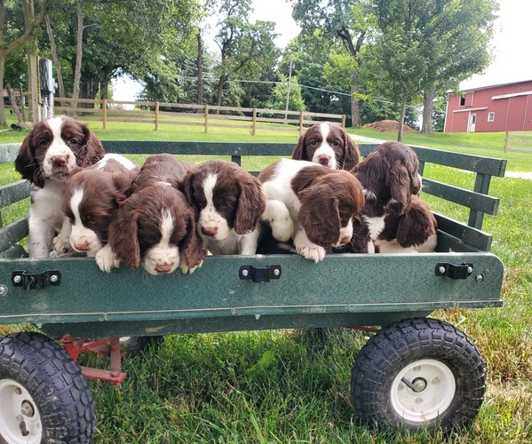 Medium Photo #1  Breeder Profile in WOOSTER, OH, USA