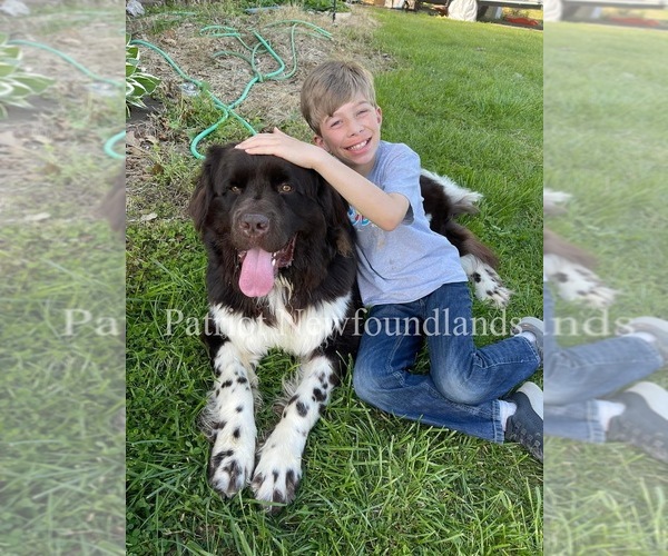 Medium Photo #6  Breeder Profile in MARTINSBURG, WV, USA