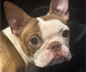 Boston Terrier Dog Breeder near COLLINSVILLE, CT, USA