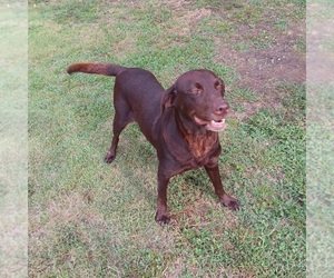 Labrador Retriever Dog Breeder near CHELSEA, OK, USA