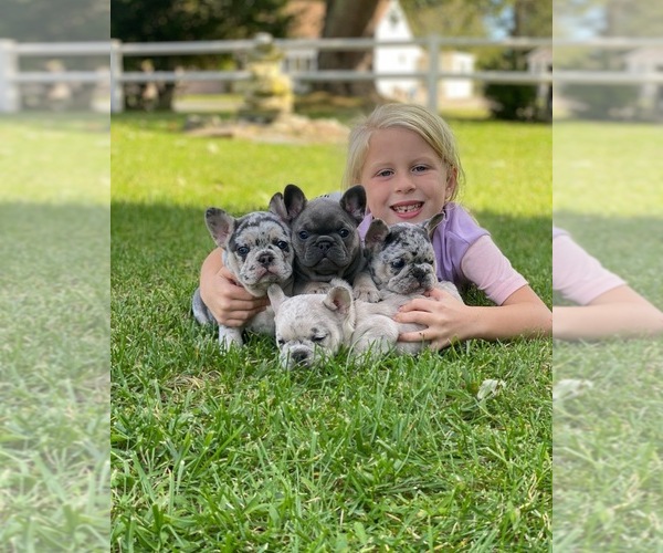 Medium Photo #1  Breeder Profile in ABSECON, NJ, USA