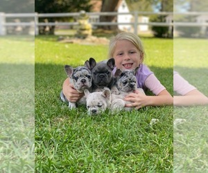 French Bulldog Dog Breeder in ABSECON,  USA