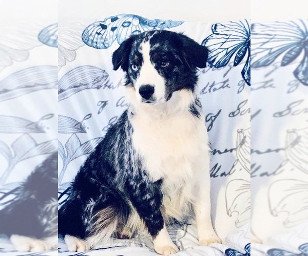 Medium Photo #1  Breeder Profile in MIDWEST CITY, OK, USA