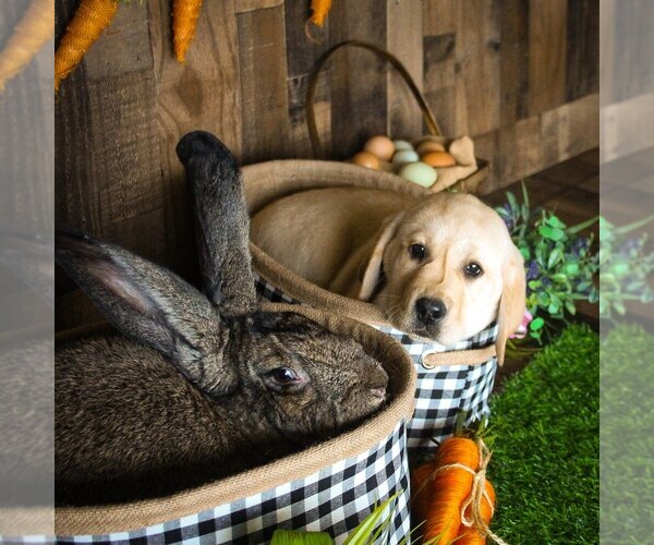 Medium Photo #1  Breeder Profile in YELM, WA, USA
