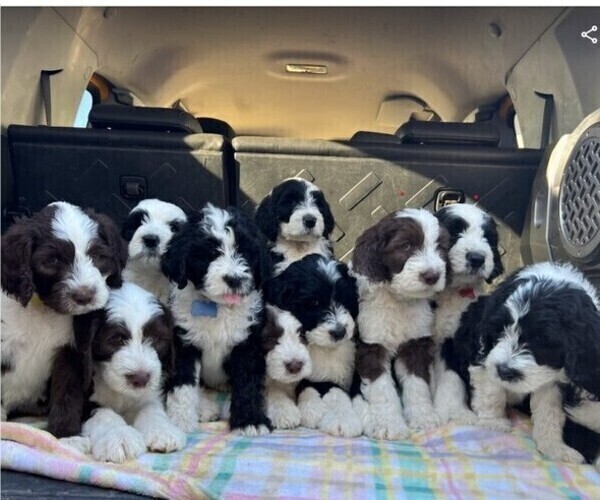Medium Photo #2  Breeder Profile in HUNTINGTON BEACH, CA, USA